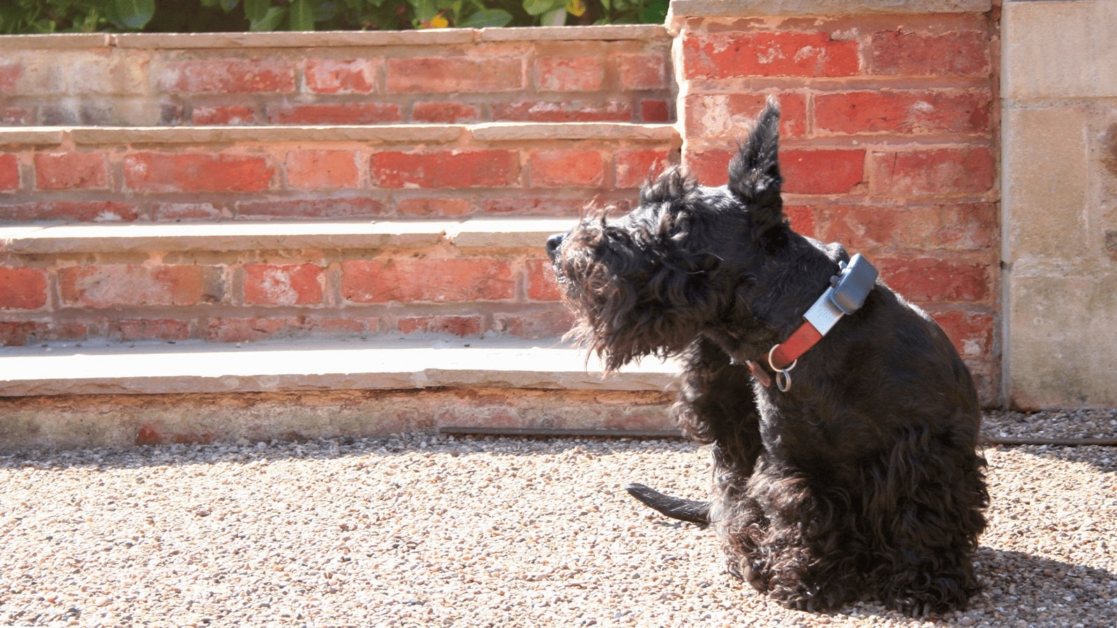 Hilfe, mein Hund kratzt sich ständig!