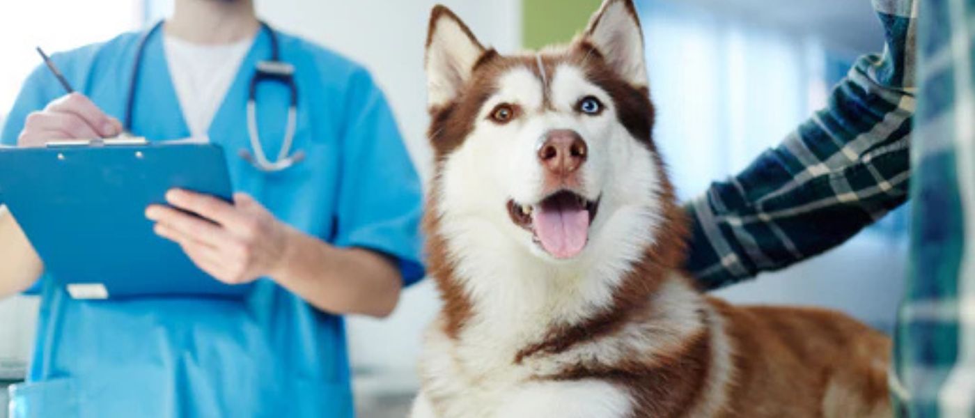 Körpertemperatur beim Hund