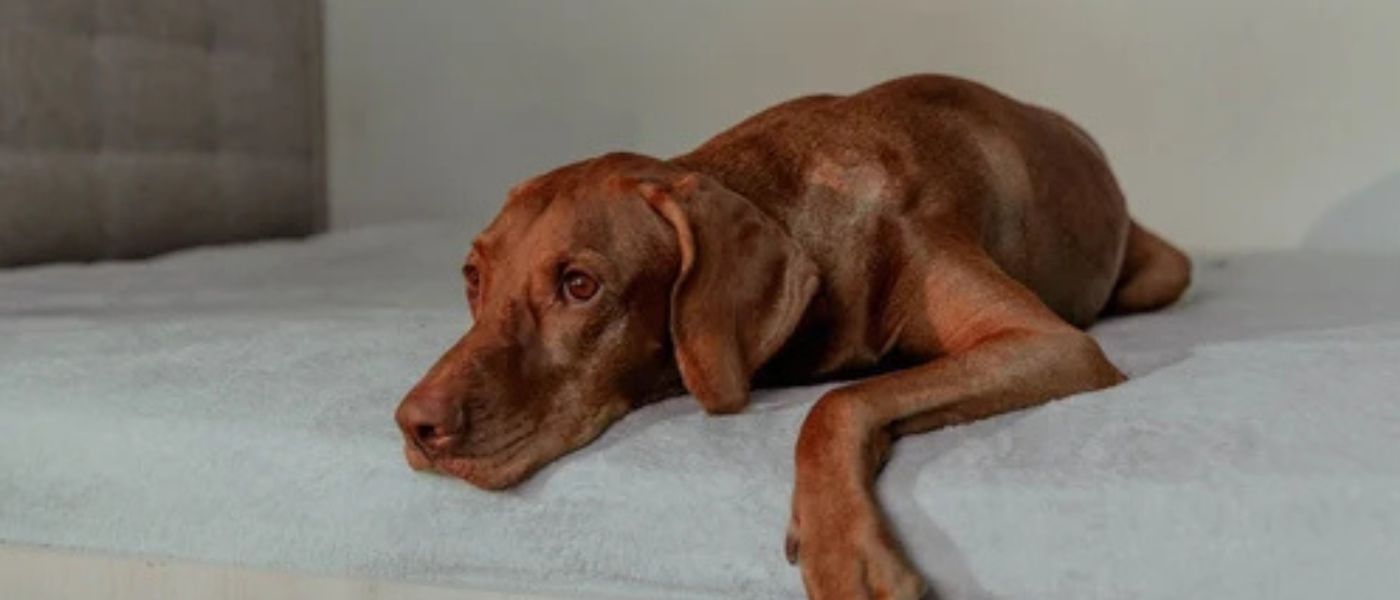 Hund Ist Unruhig Und Wechselt Ständig Den Platz