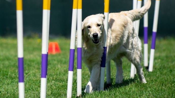 Degility als neuer Trend-Hundesport: Das perfekte Training vom Welpen bis Senior!