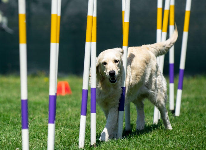Degility als neuer Trend-Hundesport: Das perfekte Training vom Welpen bis Senior!