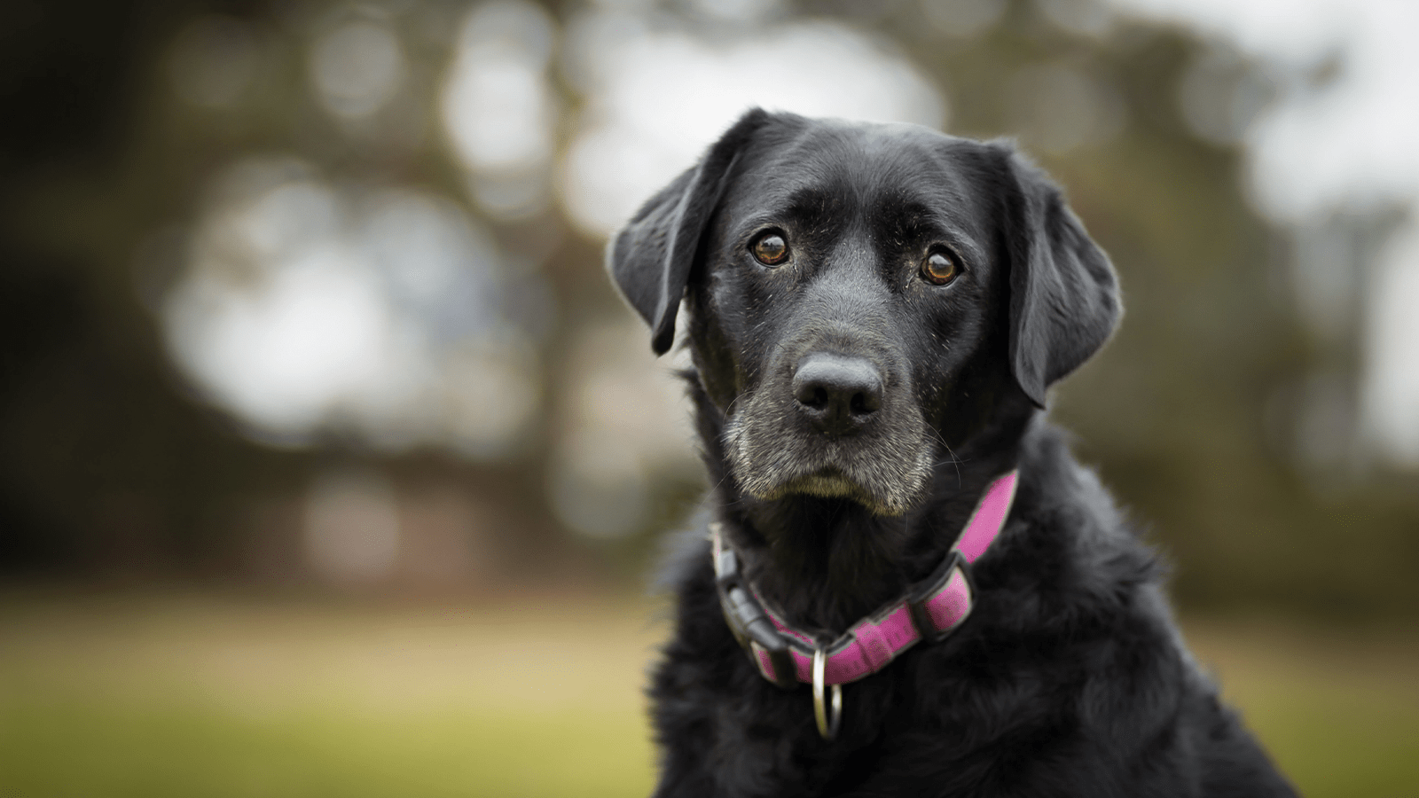 Alter Hund mit Arthrose