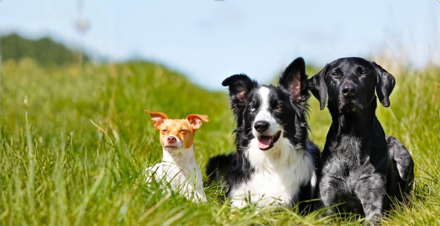 Welcher Hund passt zu mir? Der große Hunderassen-Realitätscheck