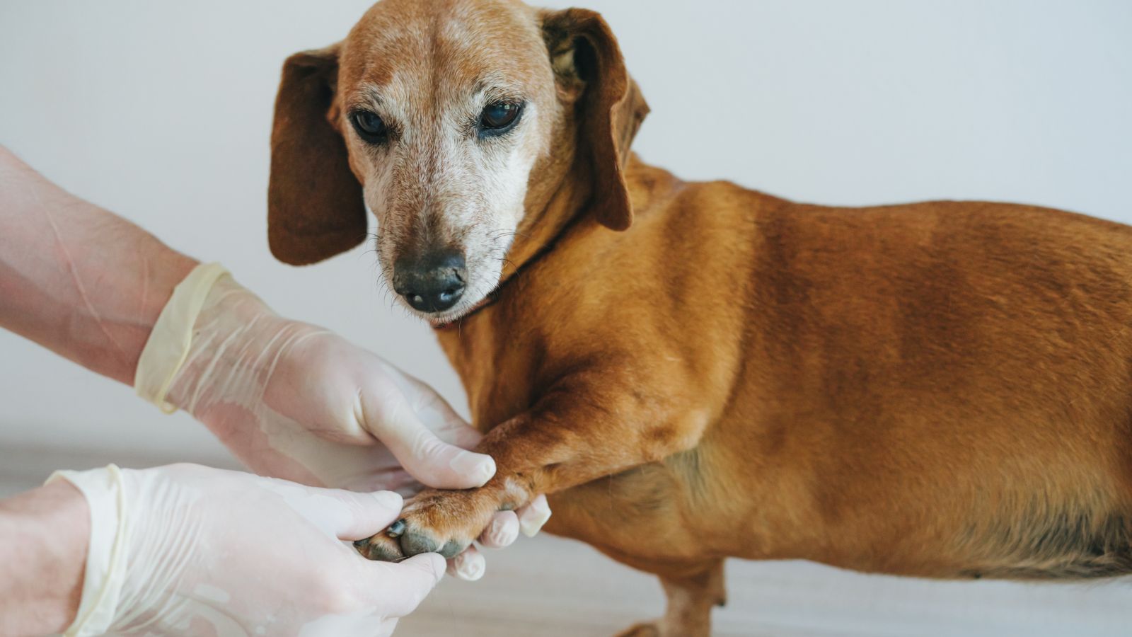 Gelenkerkrankung beim Hund: Ursachen, Symptome und Tipps