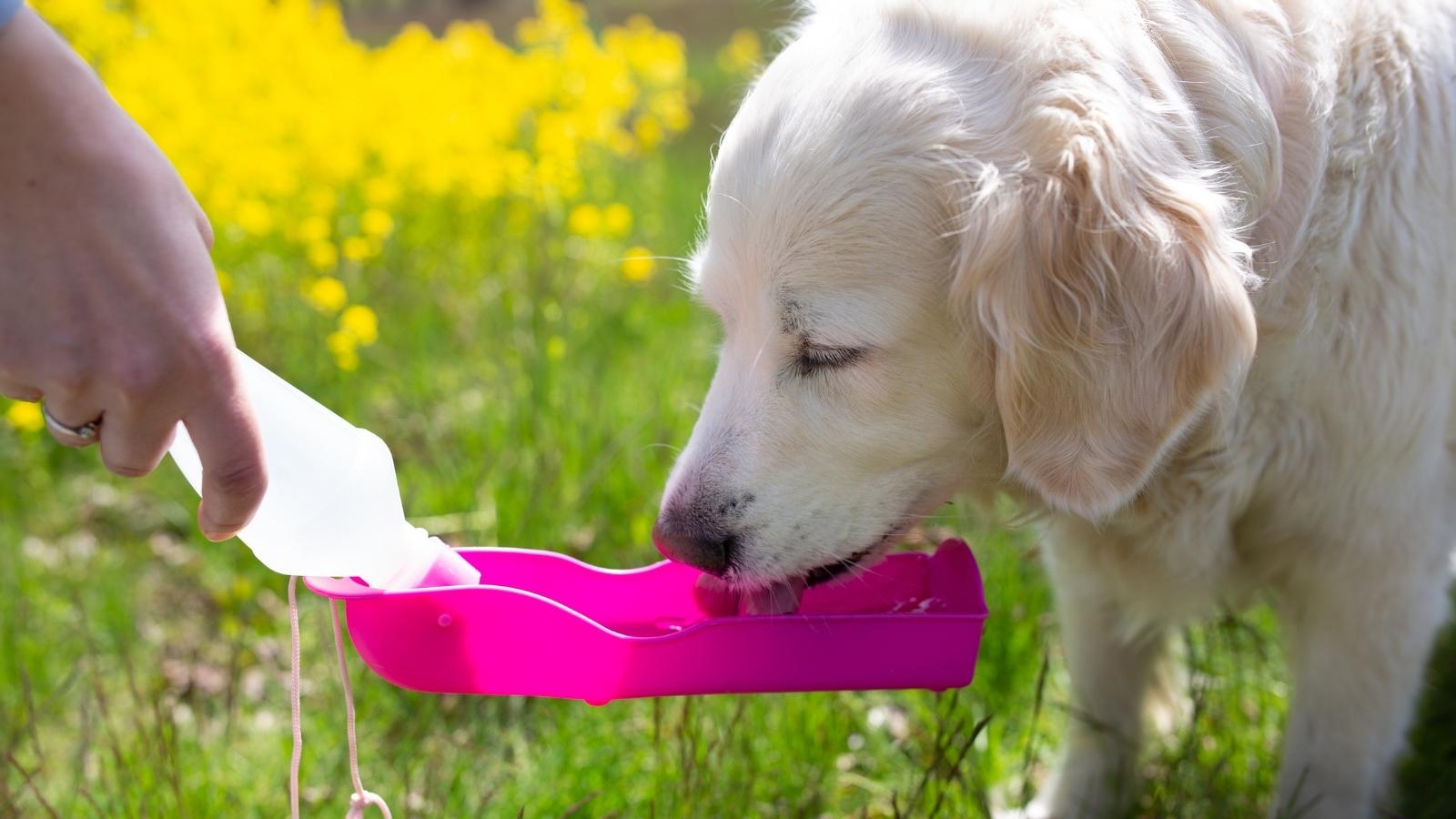 Hund und Hitze: Mit diesen 11 Tipps sorgst Du für Abkühlung