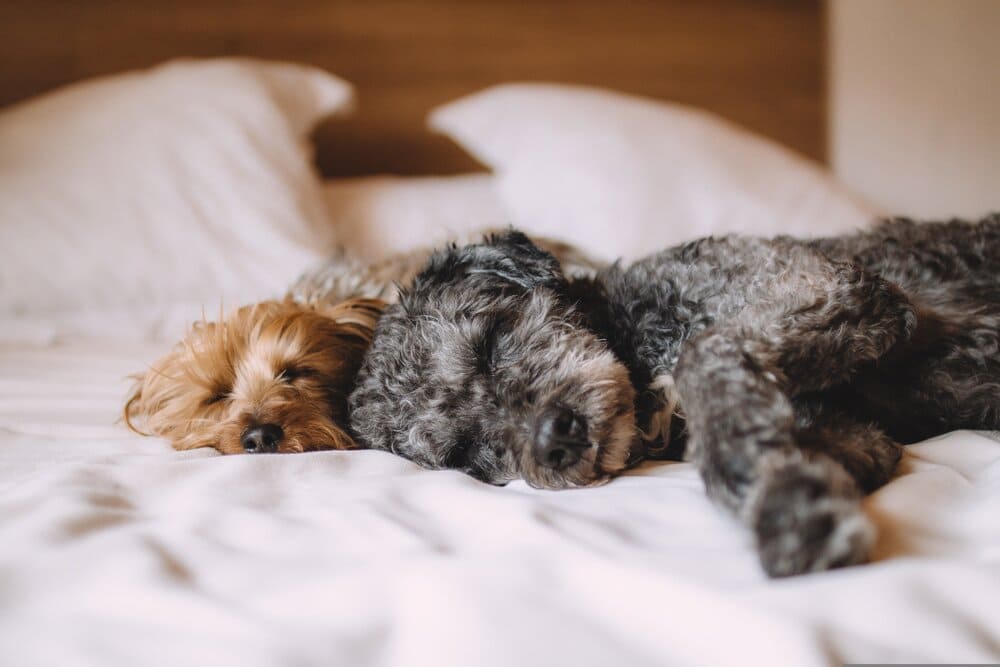 Zwei schlafende Hunde im Bett