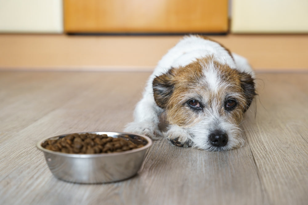 Schonkost für Hunde