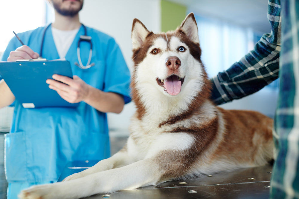 Körpertemperatur beim Hund 