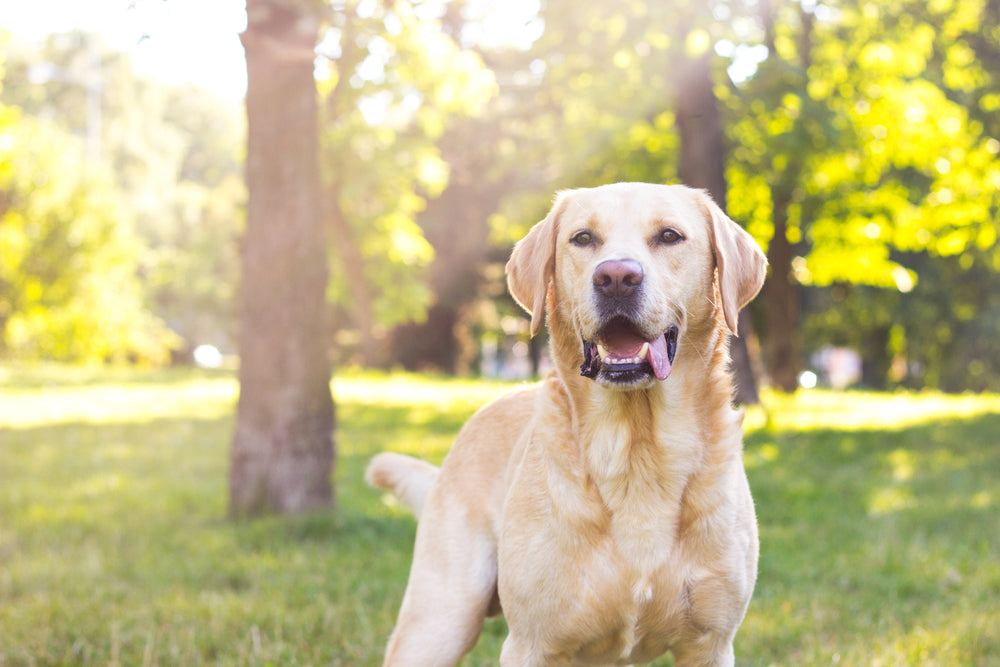 Wie alt werden Hunde