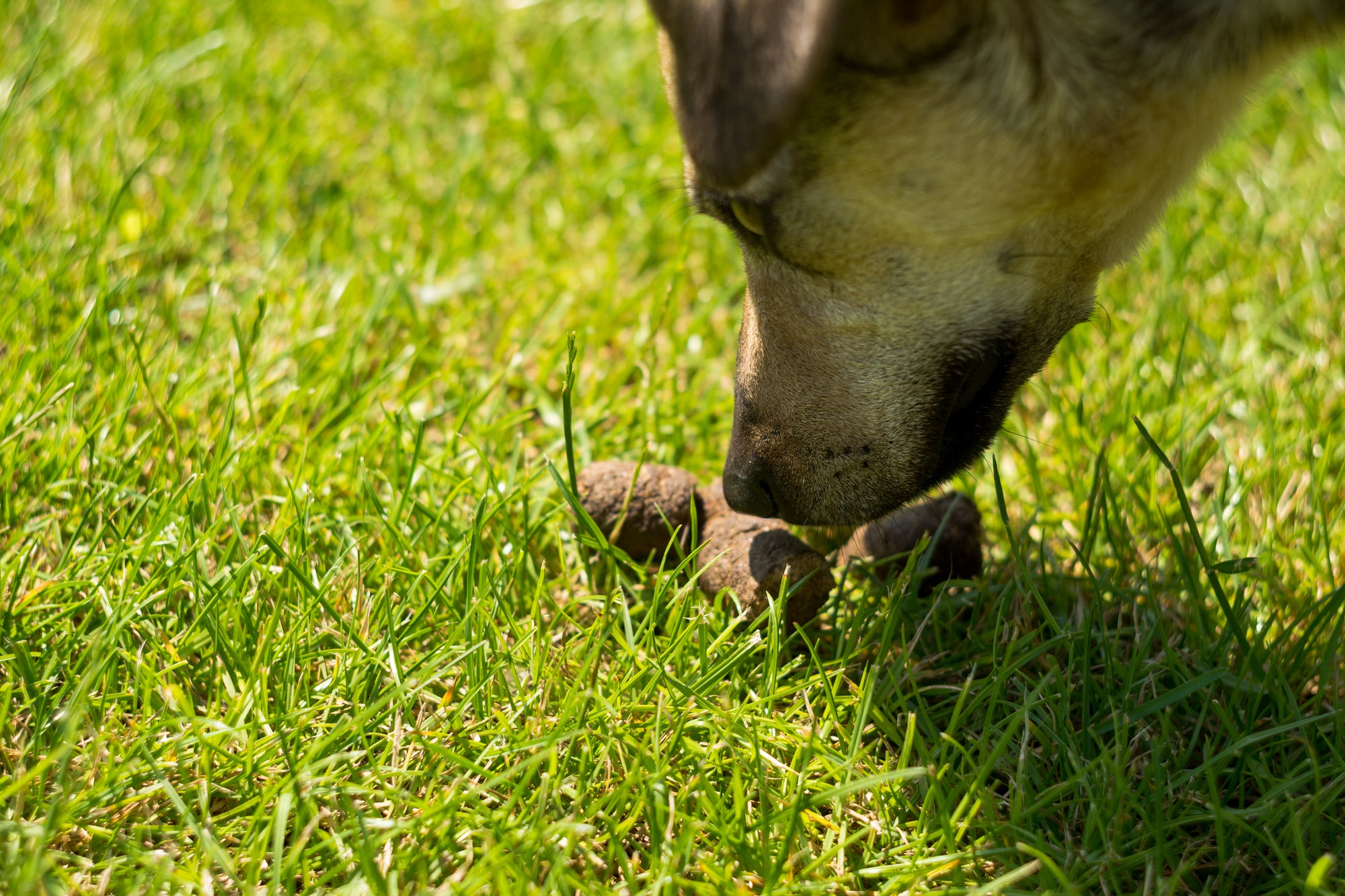 Hund-frisst-gras