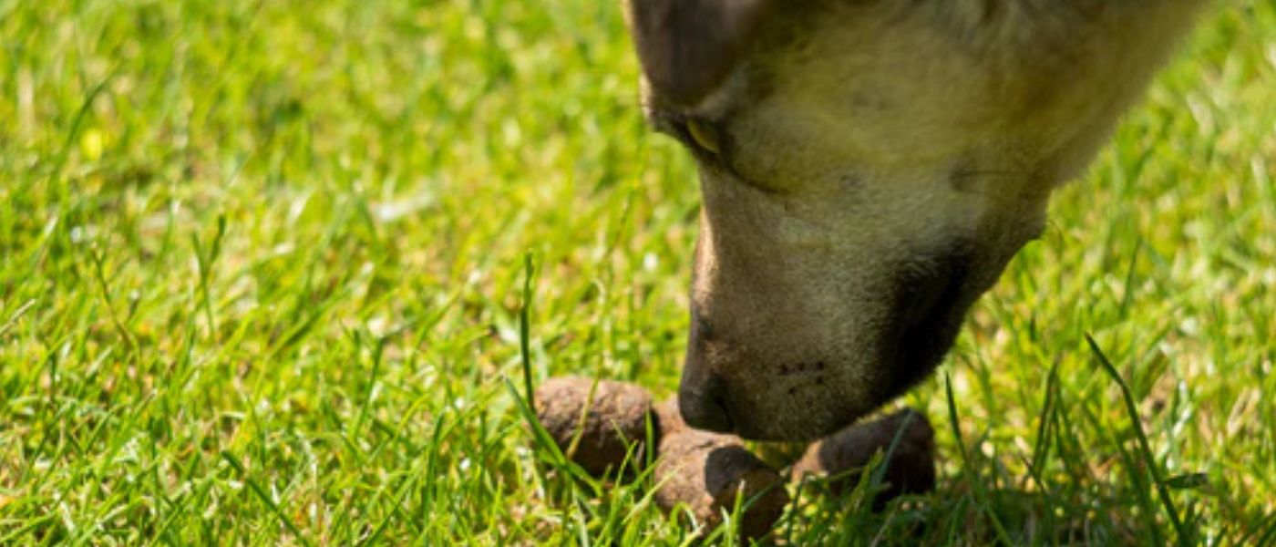 Hund-frisst-gras