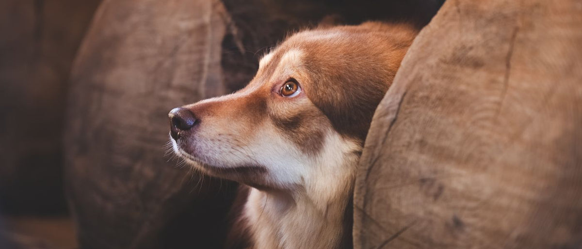 Hund frisst nicht?  Ursachen & Tipps fr Deinen Hund