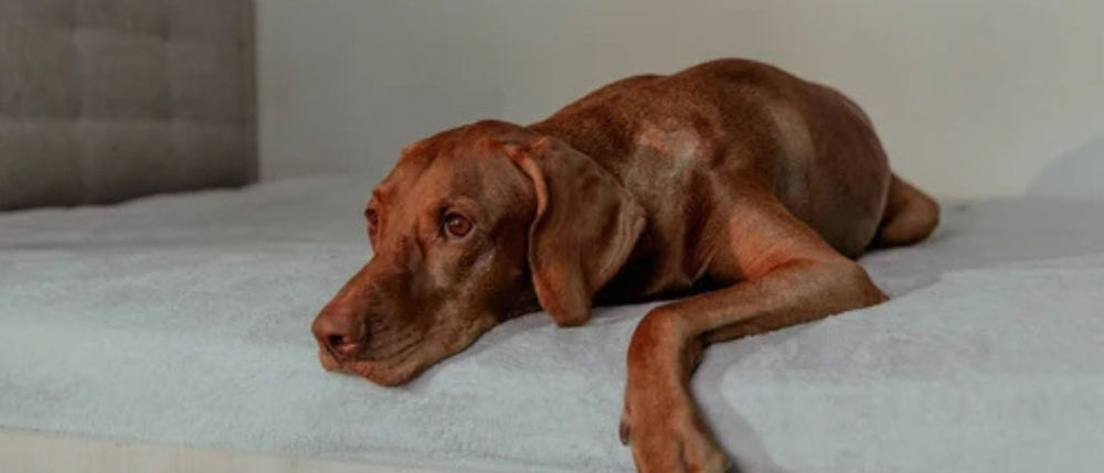 Hund Ist Unruhig Und Wechselt Ständig Den Platz Hund ist unruhig und wechselt ständig den Platz 🐶