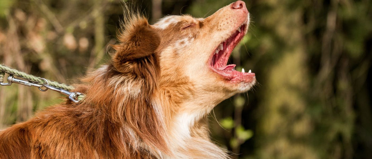 Hund niest oft? » Ursachen & Behandlungsmöglichkeiten