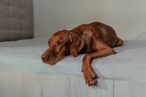 Hund-wechselt-immer-platz