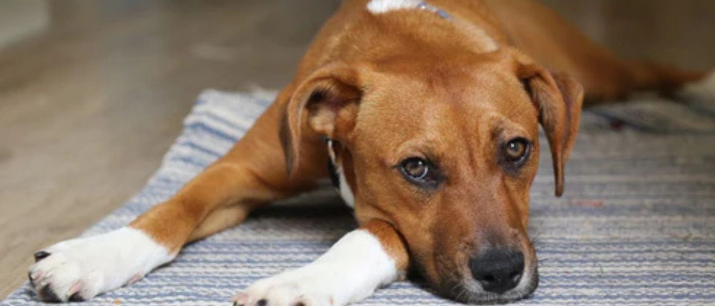 Hund zittert? » Ursachen & Tipps zur Beruhigung 🐾