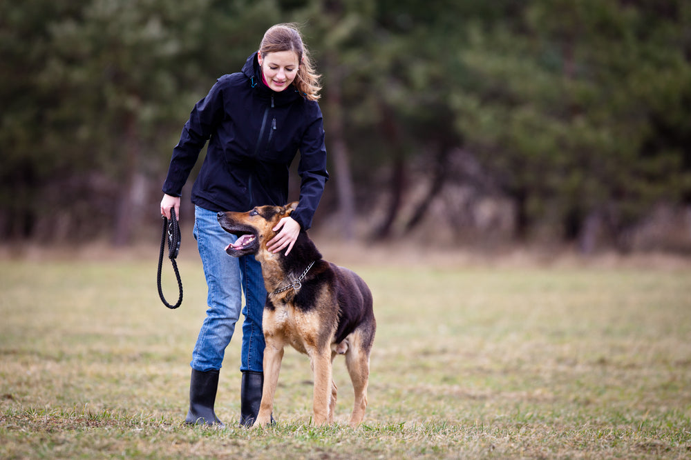 hunde-erziehen