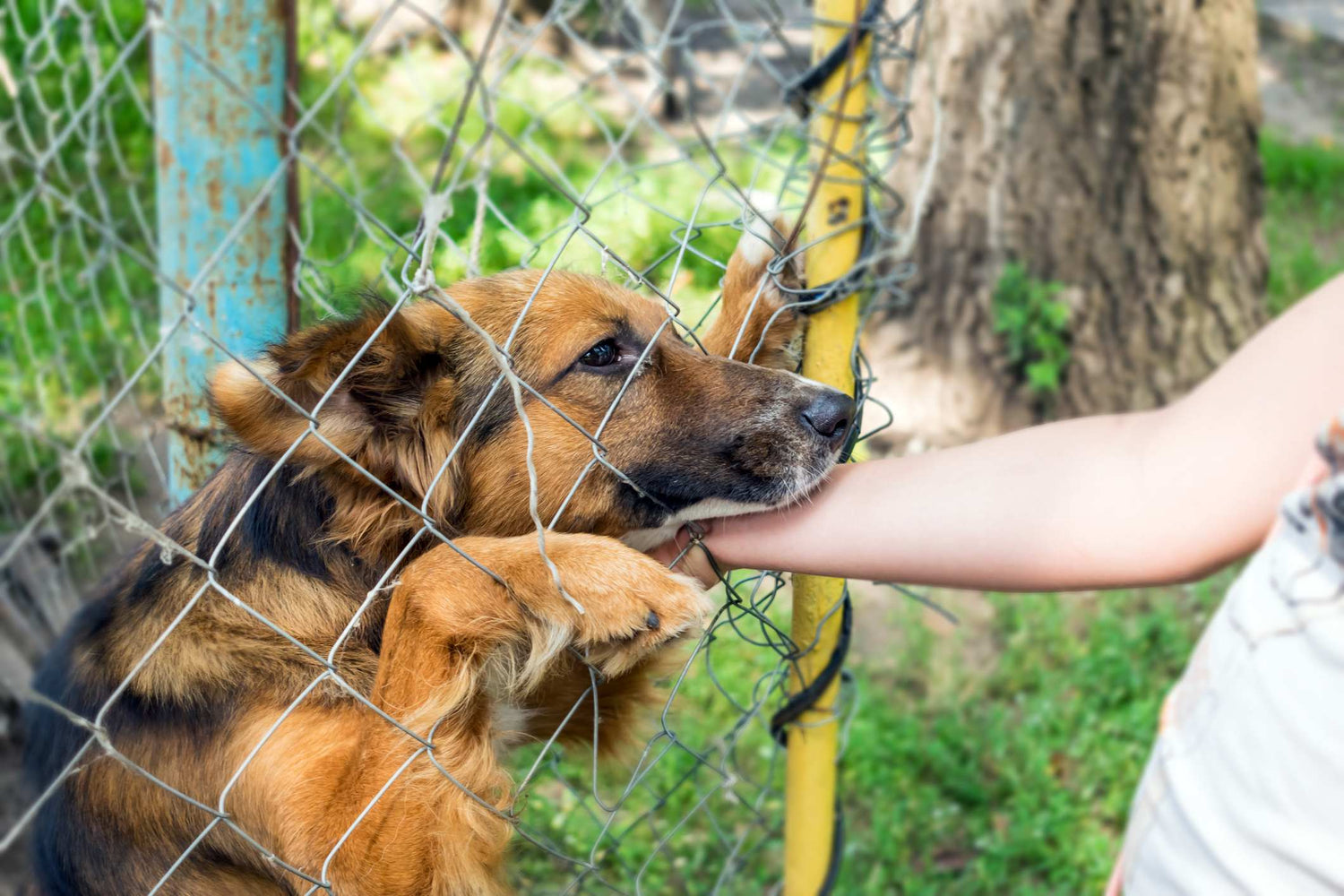 Auffälliges Verhalten beim Tierschutz-Hund: Ursachen verstehen & richtig helfen!