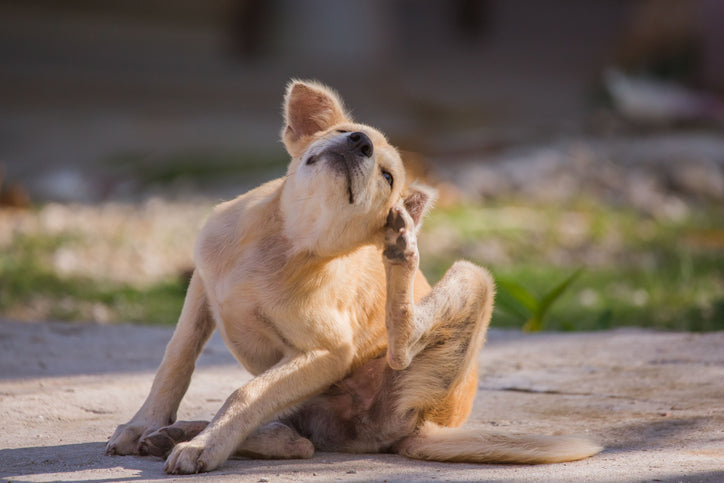Ständiges Jucken, Kratzen, Beißen, Schlecken – Leidet dein Hund an einer versteckten Allergie?