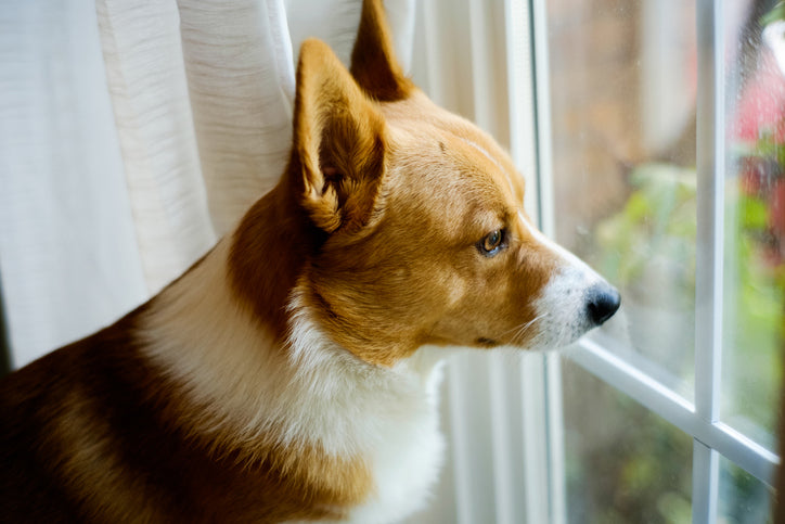 Hund alleine lassen – Tipps für entspannte Hunde und noch entspanntere Halter