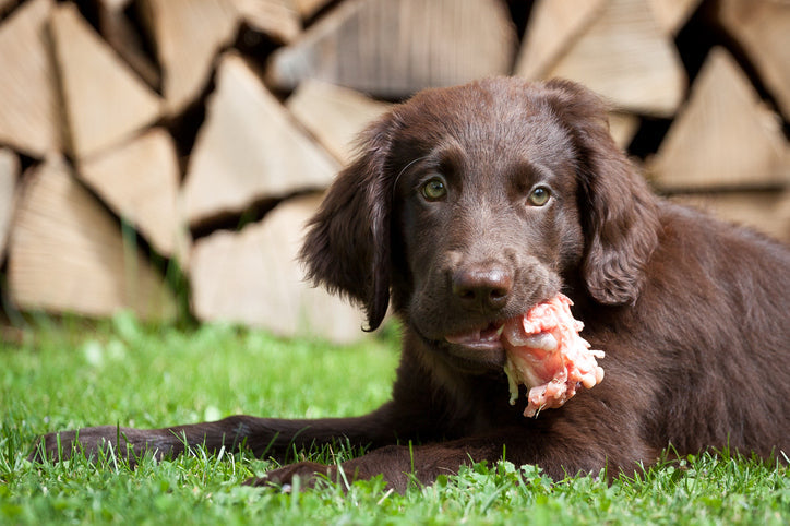 Ernährung beim Arthrose-Hund: Diese Futtertipps entlasten die Gelenke
