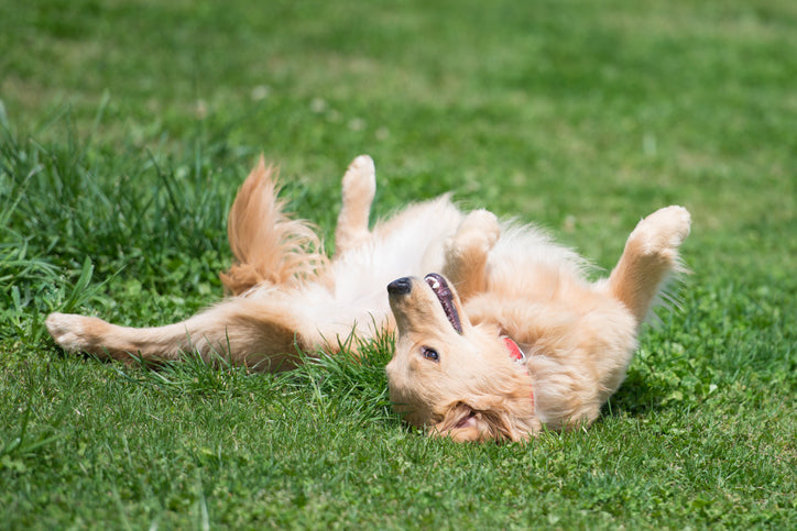 Darmflora beim Hund aufbauen: So wichtig ist das "zweite Gehirn"