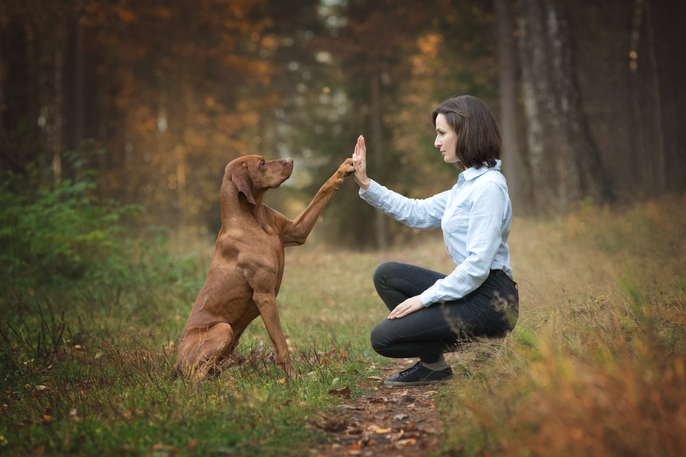 Pubertaet_Hund