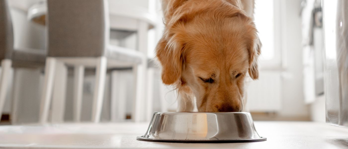 Giftige Lebensmittel: Was dürfen Hunde nicht essen? 🐶