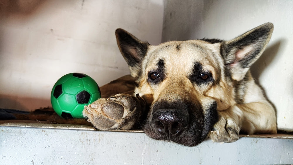 Wie lange schlafen Hunde