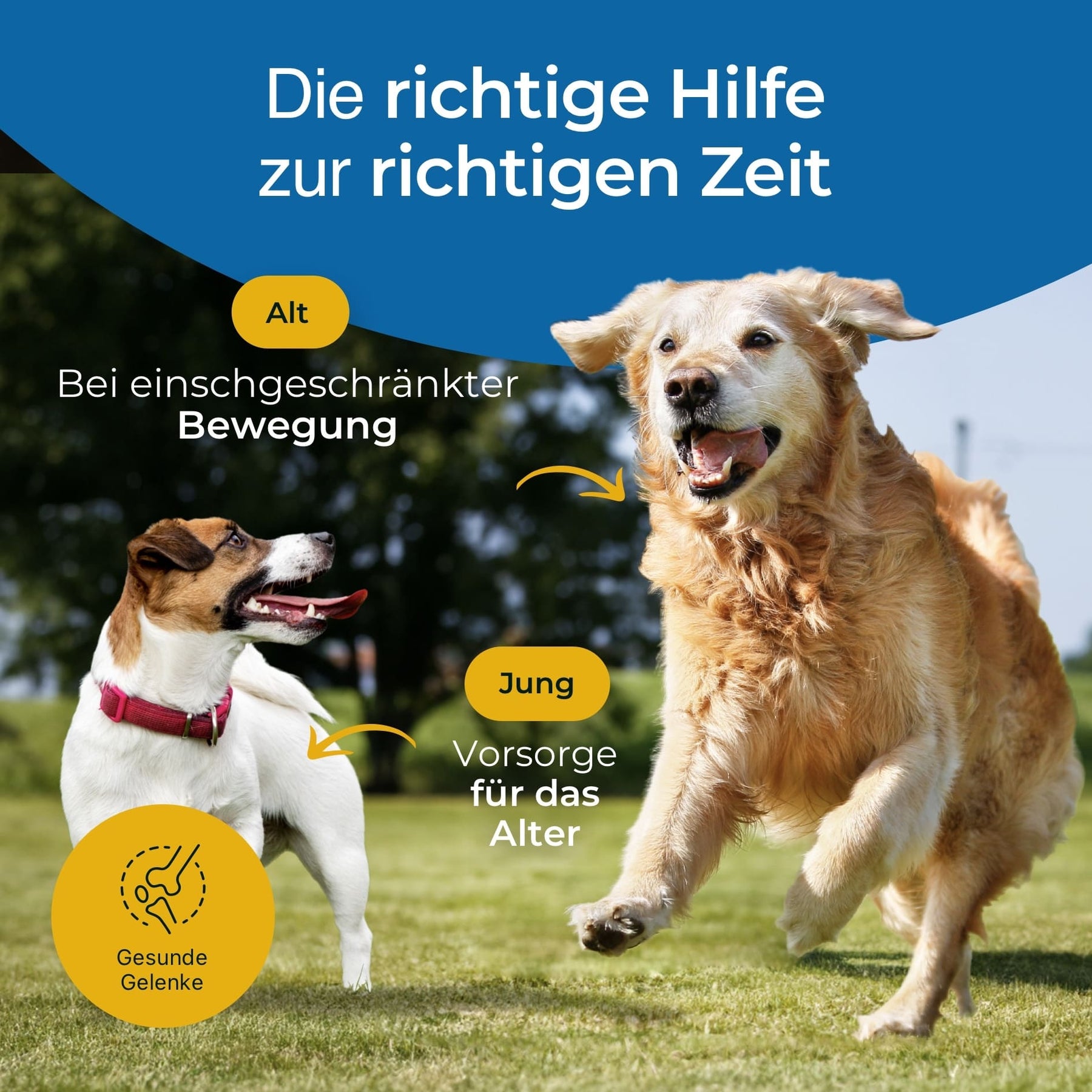 Hundpur® Gelenke 25%