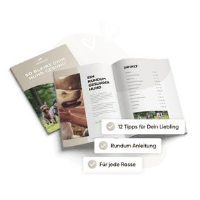 So bleibt dein Hund gesund – E-Book