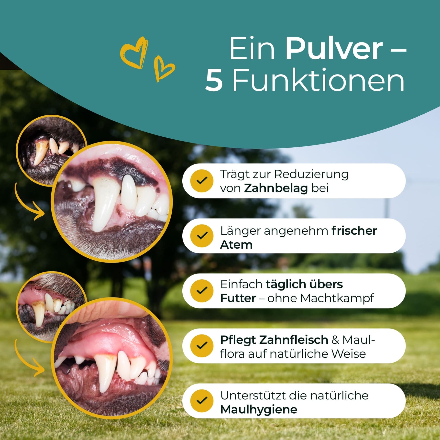 Hundpur® Zähne mit Algenkomplex