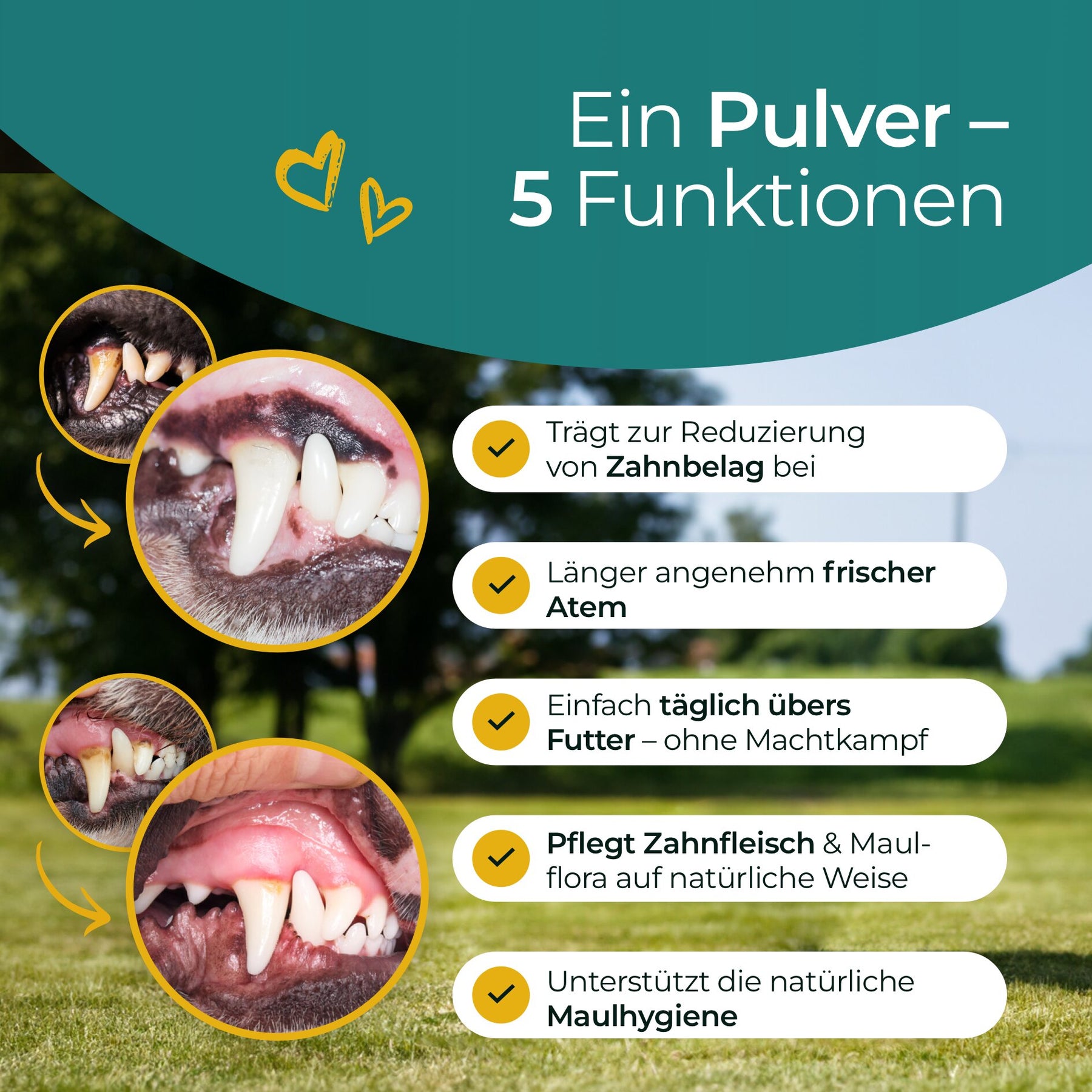 Hundpur® Zähne & Atem 20% Rabatt + GRATIS Dentalspray