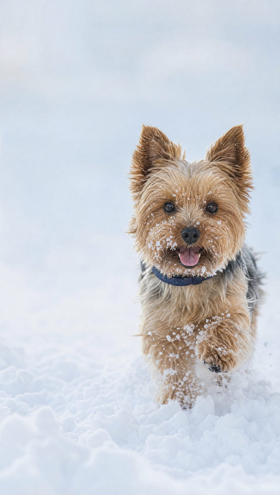 Hund